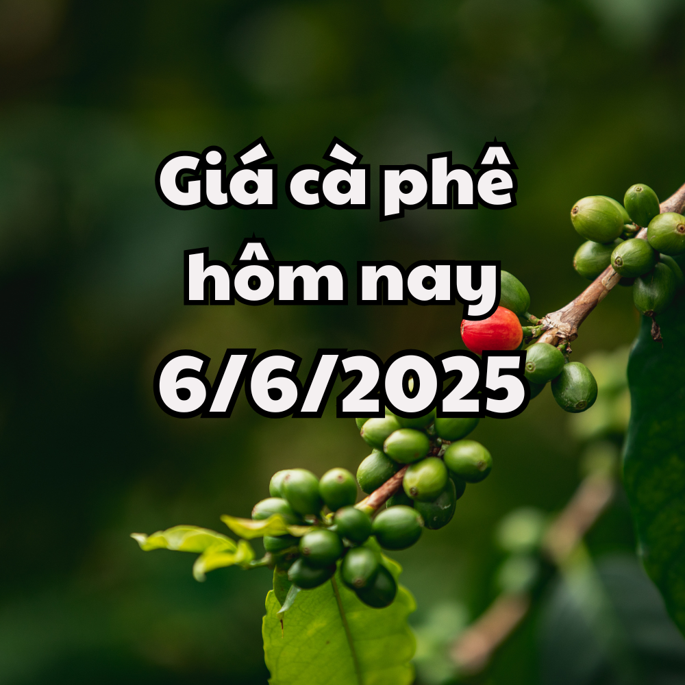 Le prix du café s'est redressé aujourd'hui, le 6 juin 2025, autour de 113 000-114 000 VND/kg
