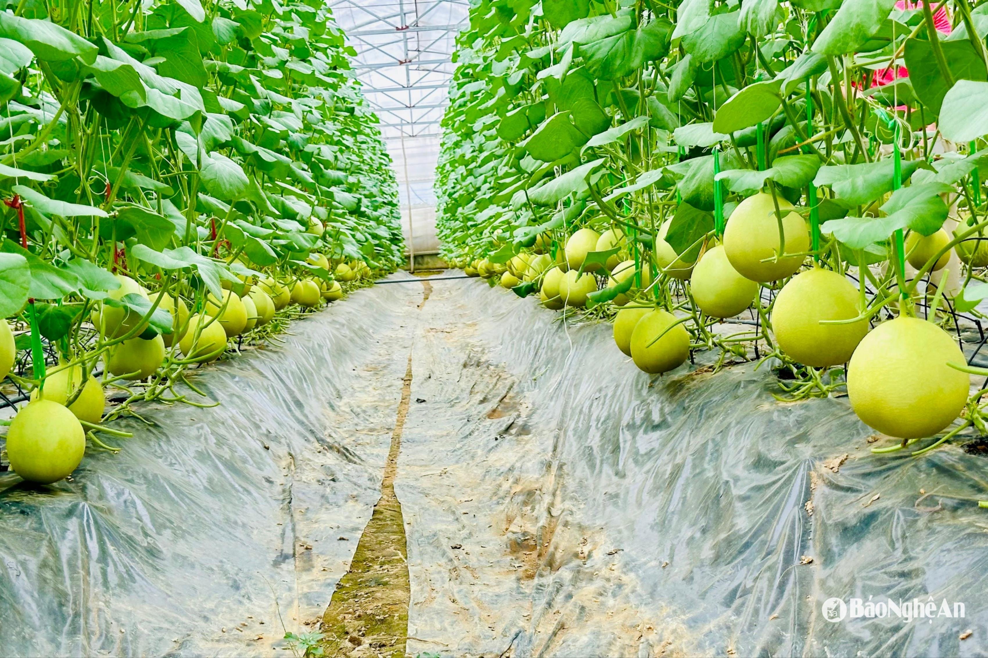 high-quality-agricultural-products-in-do-luong(2).jpg