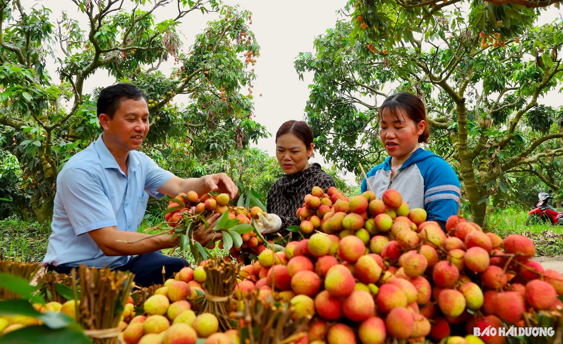 vai-thieu-thanh-ha8.jpg