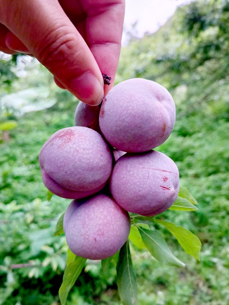 This year's Tam Hoa plums are beautiful, heavy and bigger than previous years.