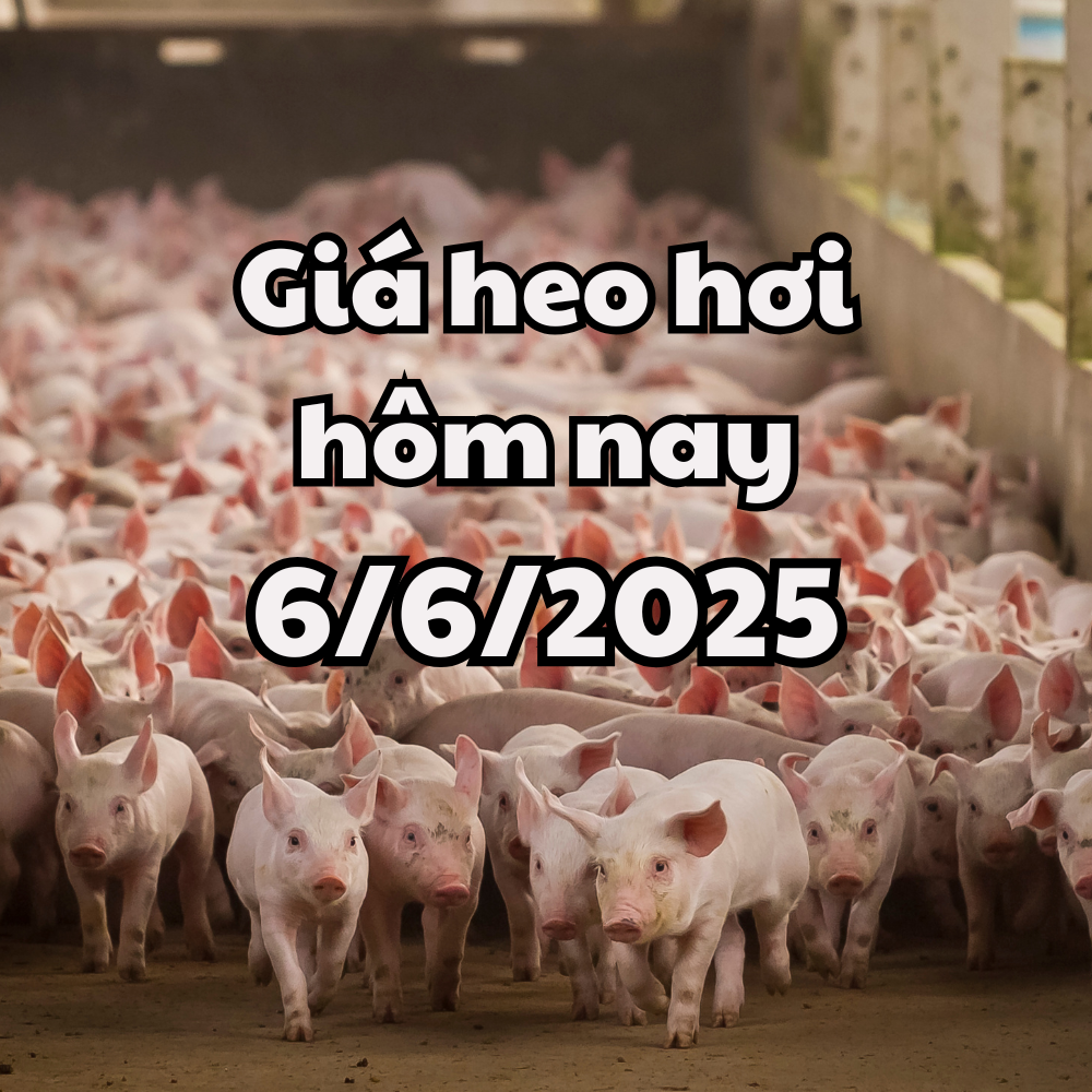 Giá heo hơi hôm nay 6 6 2025 Giữ vững đỉnh 75.000 đồng kg, 3 miền ổn định