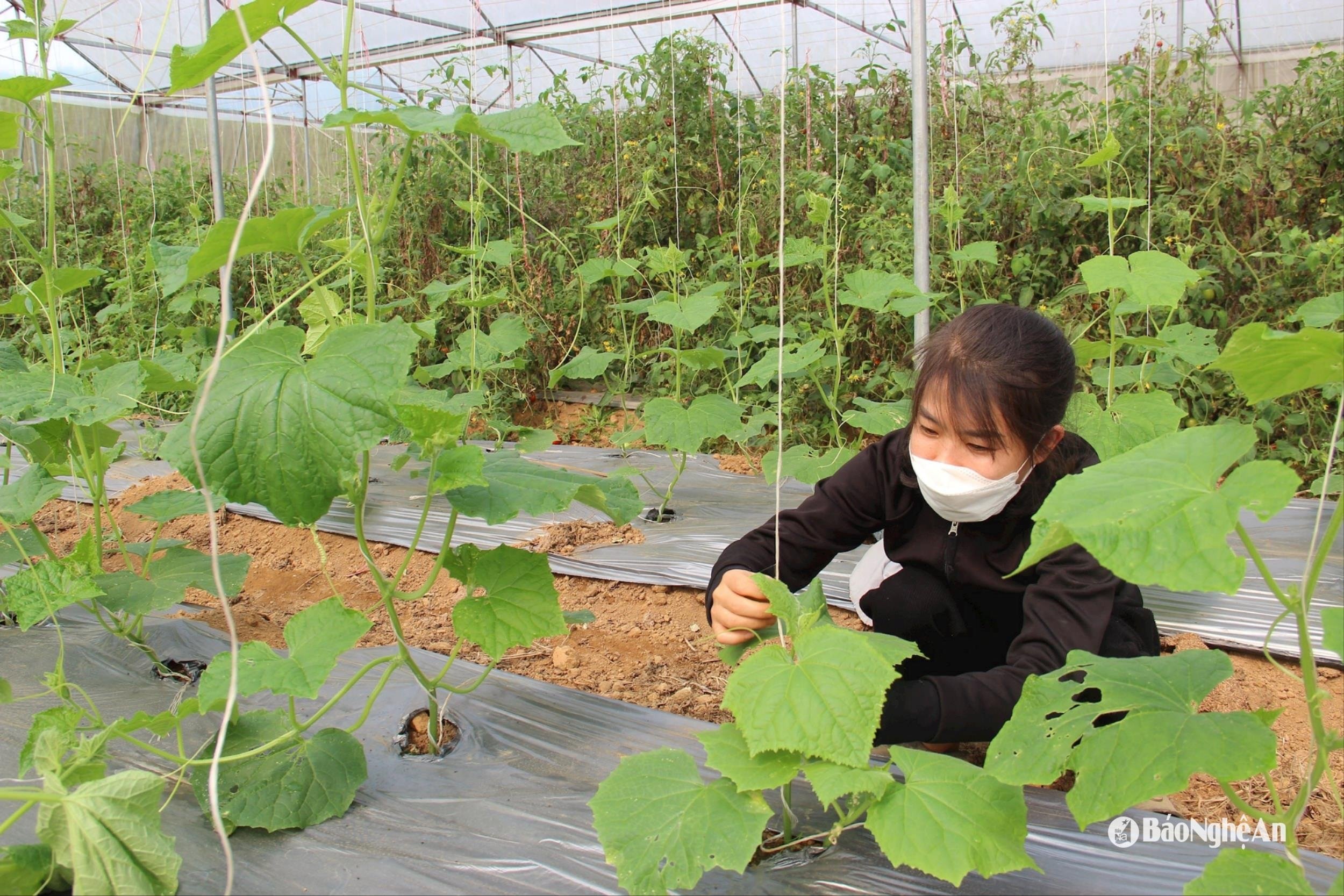 Thanks to the investment in applying high technology and production, agricultural products of the agricultural cooperative are always of high quality.-anh-hv.jpg