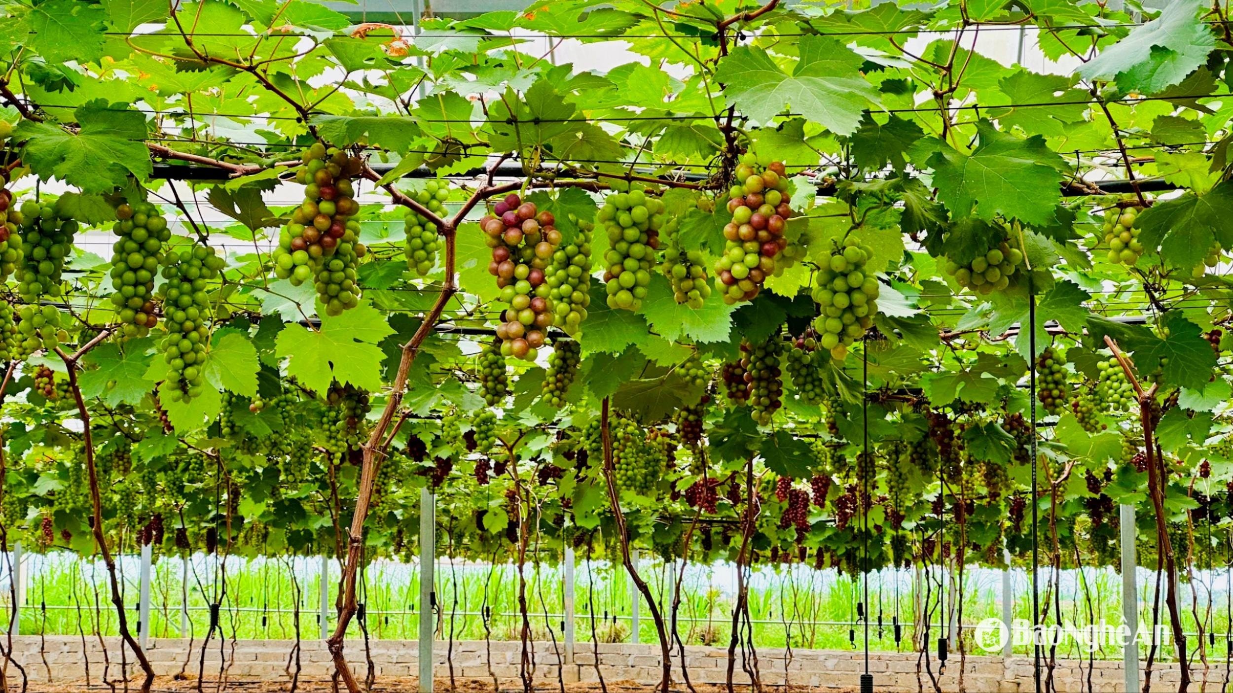 high quality grape products at quality play farm.-anh-hv(2).jpg