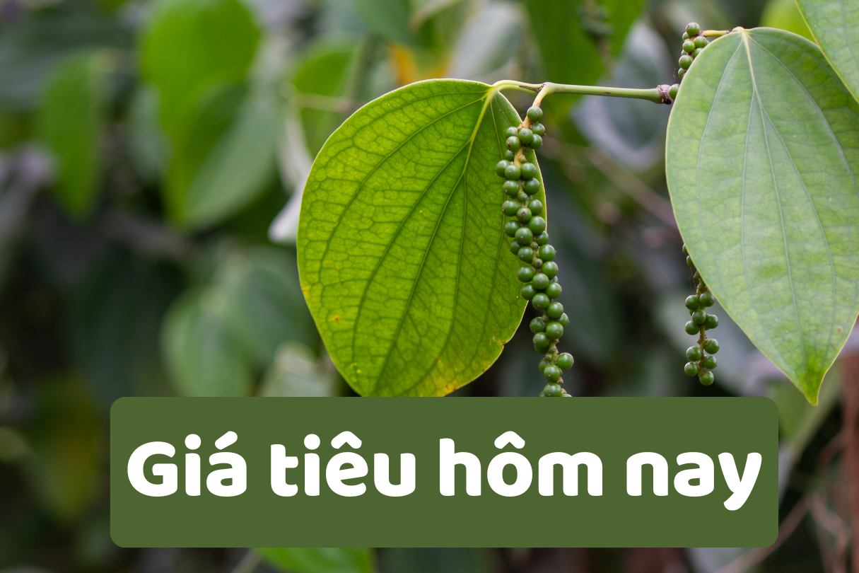 Giá tiêu hôm nay 6/6/2025: Giá tiêu giảm mạnh tới 2000 đồng