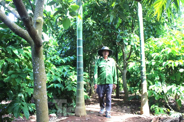 Cựu thanh niên xung phong giúp nhau phát triển kinh tế ảnh 3