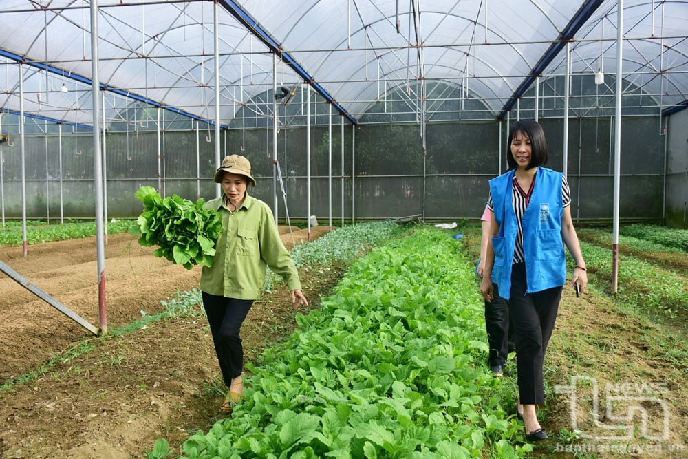 Hợp tác xã Bình Minh (ở xã Nhã Lộng) được huyện Phú Bình hỗ trợ 40% kinh phí để xây dựng nhà lưới trồng rau công nghệ cao.