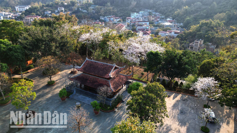 Vào tháng 3 hằng năm, miền hoa ban Sơn La lại càng trở nên đặc biệt hơn khi sắc hoa ban bung nở rực rỡ khắp các con đường, xã, bản và núi, đồi... Vào tháng 3 hằng năm, miền hoa ban Sơn La lại càng trở nên đặc biệt hơn khi sắc hoa ban bung nở rực rỡ khắp các con đường, xã, bản và núi, đồi...
