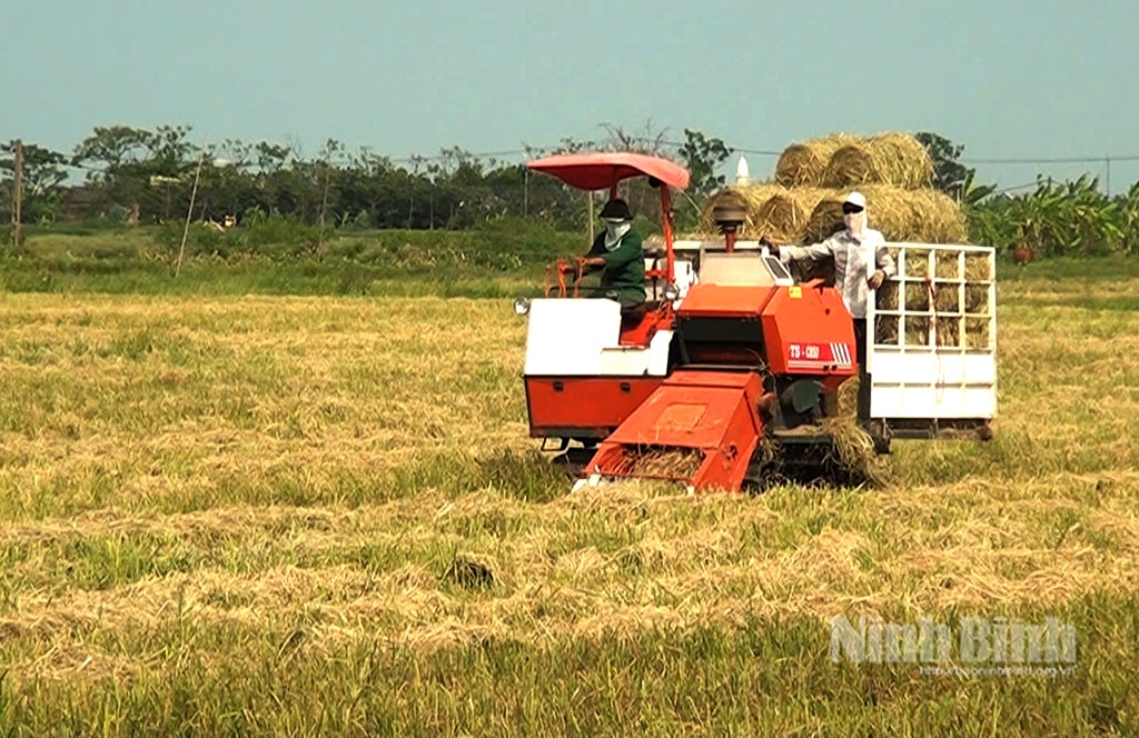 Rơm rạ được thu gom để làm thức ăn gia súc, trồng nấm... giúp giảm ô nhiễm môi trường, nâng cao thu nhập cho người nông dân. Trong ảnh: Thu gom rơm, rạ bằng máy cuộn rơm tại huyện Yên Khánh.
