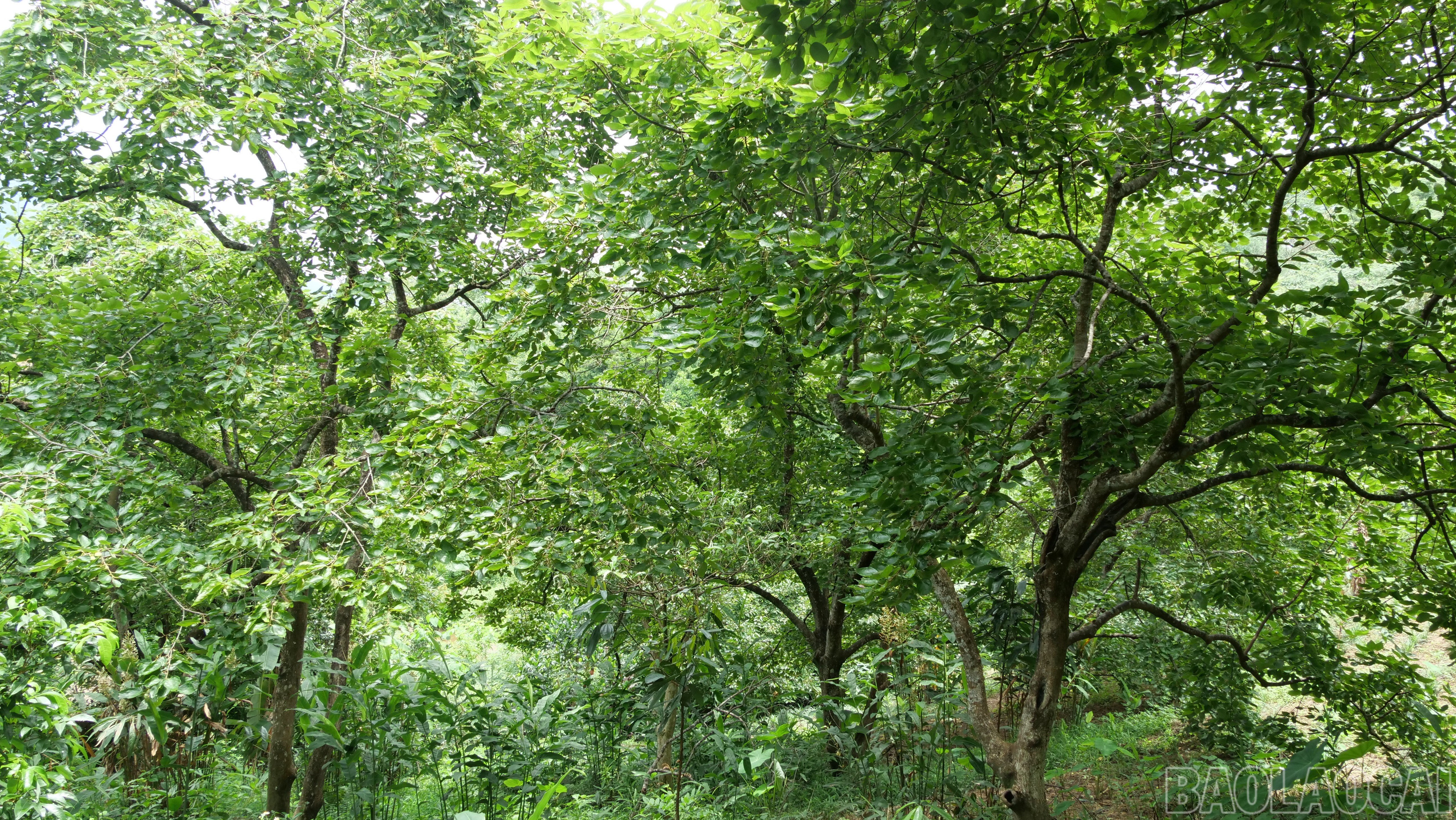 baolaocai-br_p1571508.jpg