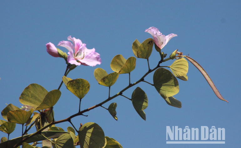 Nhụy hoa ban có vị ngọt, được các loài ong rất ưa thích. Cánh hoa ban có vị bùi, đồng bào dân tộc Thái thường lấy về tạo thành món nộm hoa ban độc đáo, níu chân khách đường xa bởi hương vị đặc biệt... Nhụy hoa ban có vị ngọt, được các loài ong rất ưa thích. Cánh hoa ban có vị bùi, đồng bào dân tộc Thái thường lấy về tạo thành món nộm hoa ban độc đáo, níu chân khách đường xa bởi hương vị đặc biệt...