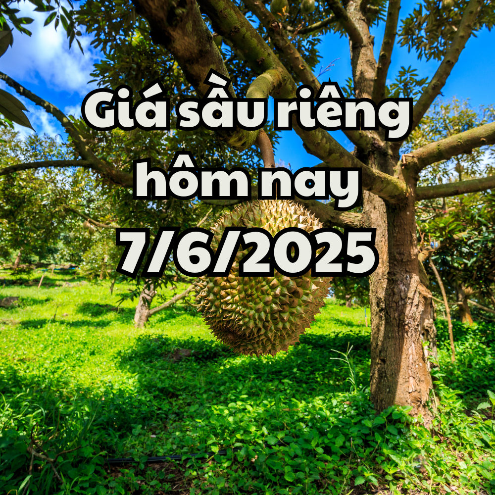 Giá sầu riêng hôm nay 7 6 2025 Xuất hiện sầu riêng mới từ Ai Cập