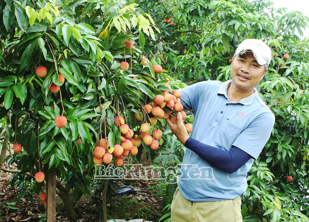 Vườn vải trứng của gia đình ông Nguyễn Đình Kiểm ở thôn Ba Đông, xã Phan Sào Nam 