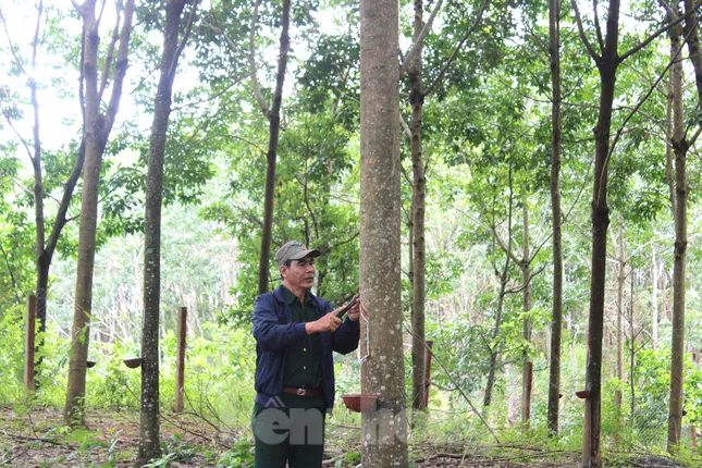 Cựu thanh niên xung phong giúp nhau phát triển kinh tế ảnh 2