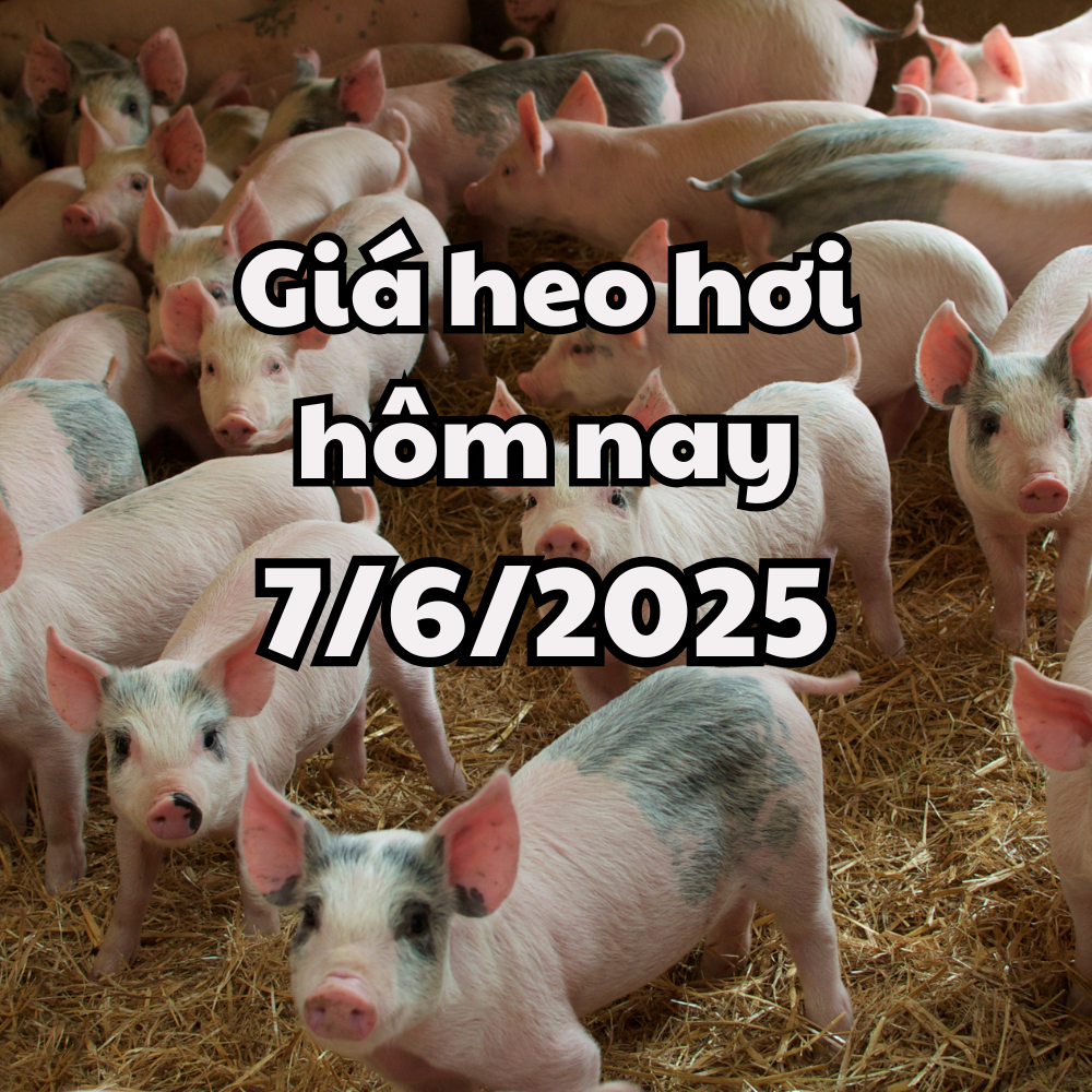 Giá heo hơi hôm nay 7 6 2025 Cả nước bình ổn, Quảng Bình thiệt hại 2.426 kg heo