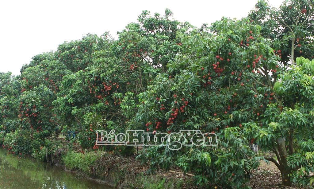 Vườn vải trứng của gia đình ông Nguyễn Đình Kiểm ở thôn Ba Đông, xã Phan Sào Nam 