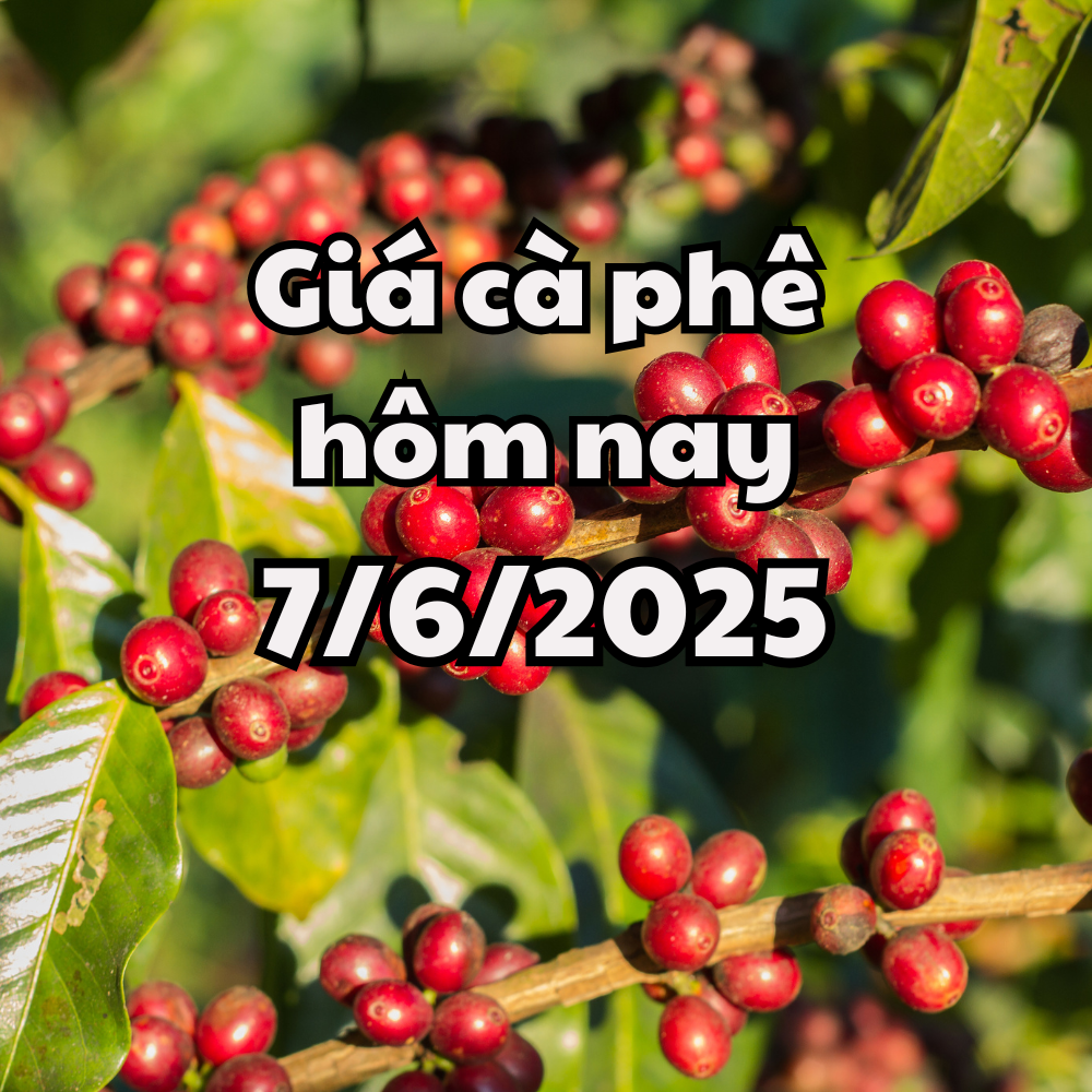 Les prix du café continuent d'augmenter fortement aujourd'hui, tant au niveau national qu'international.