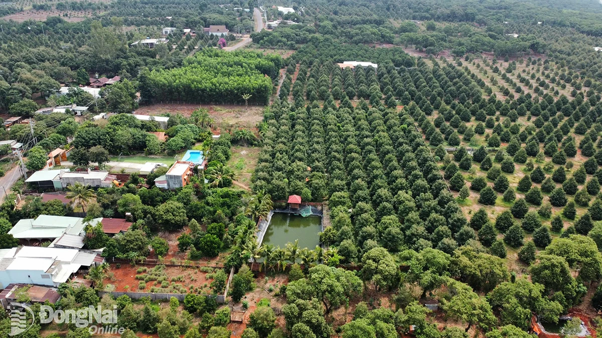 Không gian Vườn sầu riêng xanh tại huyện Xuân Lộc. Ảnh: Ngọc Liên

