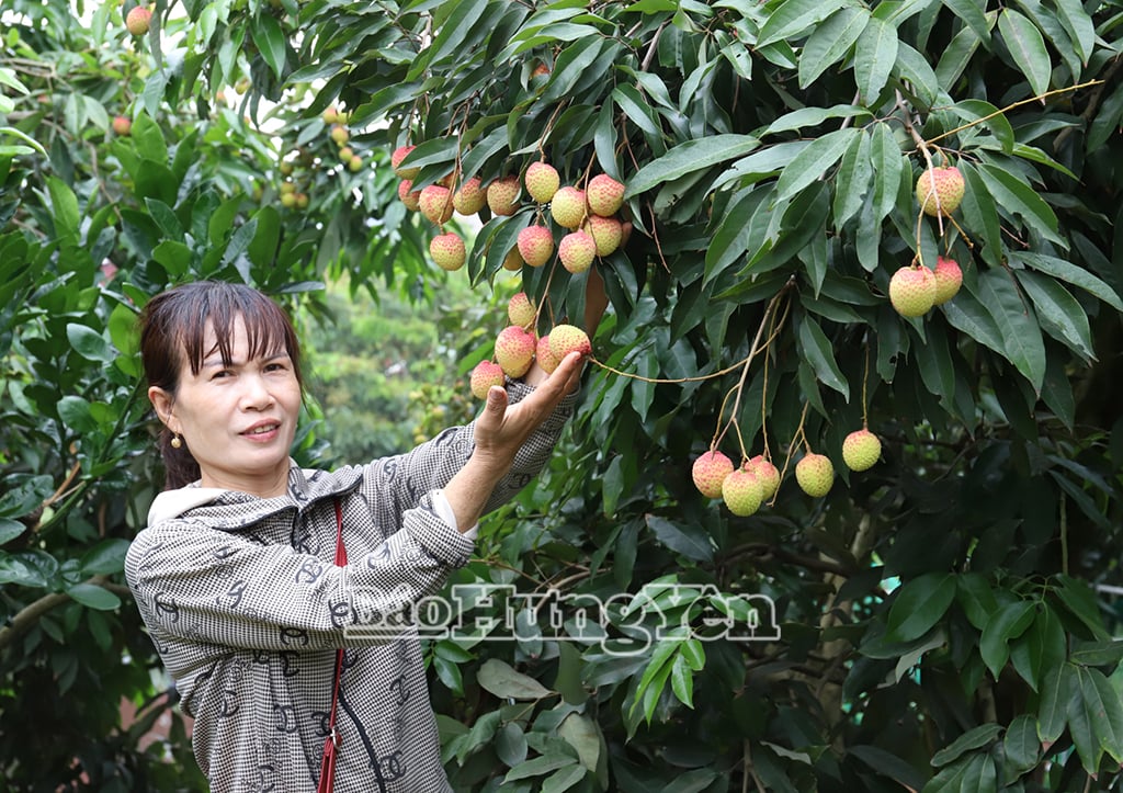 Bà Đồng Thị Thu Hương, Chủ tịch HĐQT, Giám đốc HTX Nông nghiệp Minh Tiến bên cây vải trứng ghép trên gốc vải lai