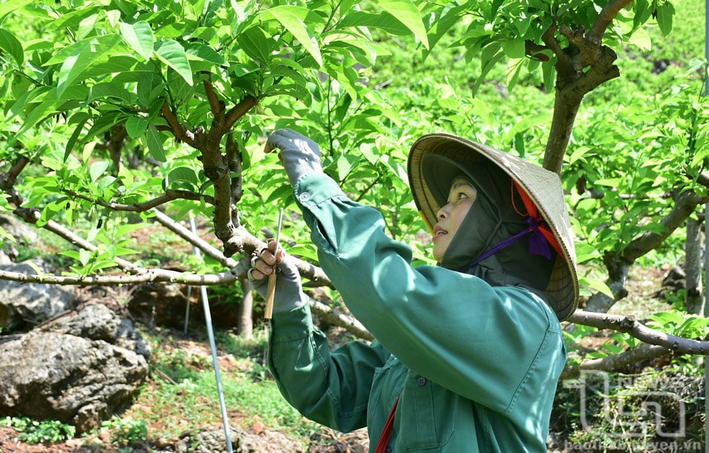 Chị chị Nguyễn Thị Hoan (ở xã Phú Thượng, Võ Nhai) thực hiện kỹ thuật thụ phấn bổ sung cho vườn na của gia đình.