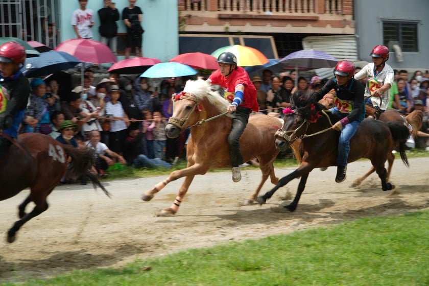 32 nài ngựa có thành tích thi đấu xuất sắc đã được lựa chọn vào vòng chung kết. Chất lượng mùa giải năm nay cao hơn so với các năm trước.