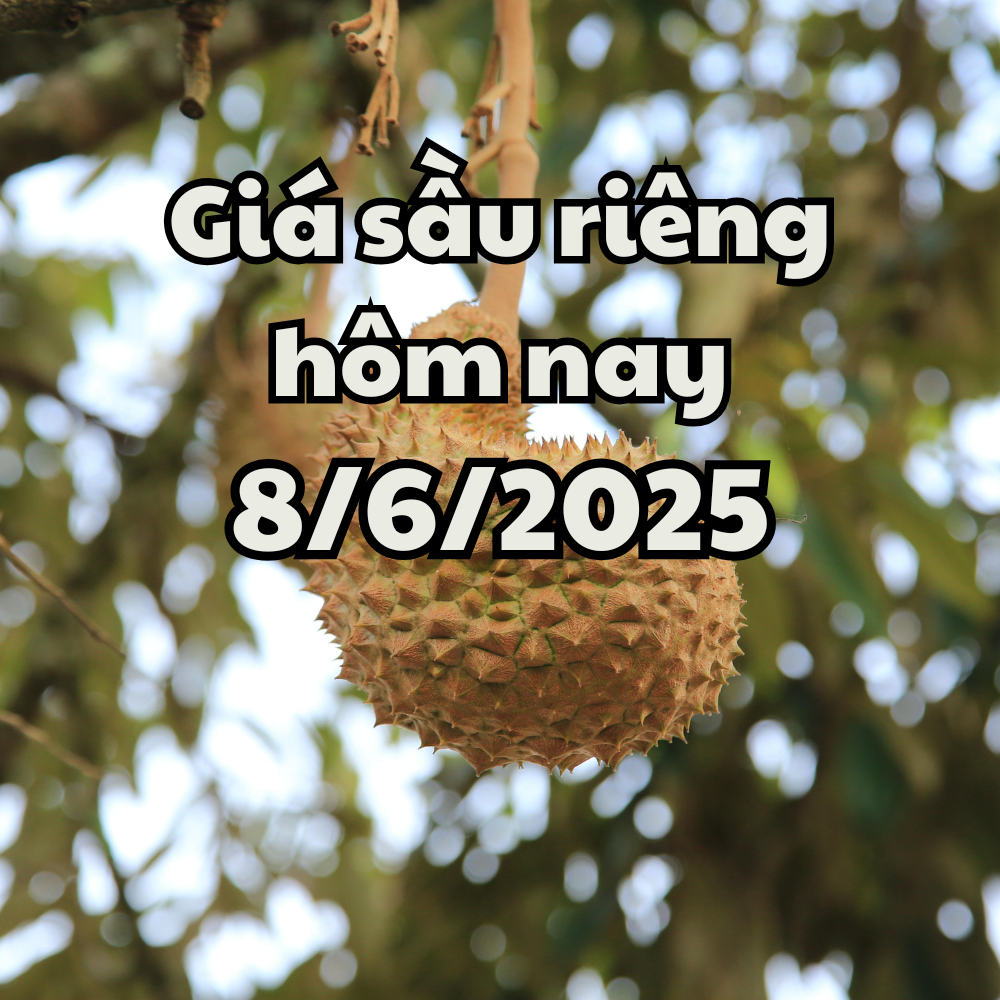 Giá sầu riêng hôm nay 8 6 2025 Uy tín sầu riêng Việt bị ảnh hưởng