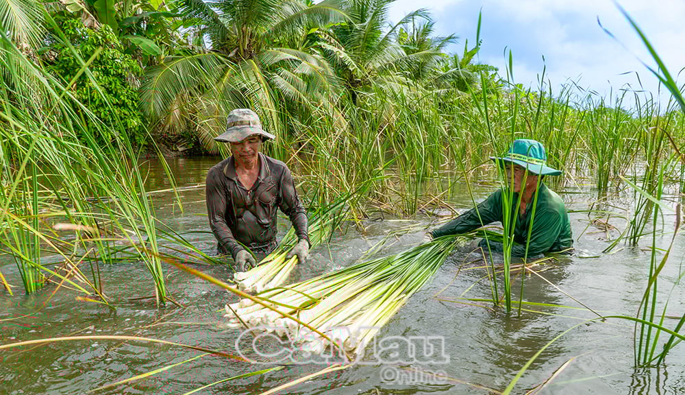 គំរូនៃការដាំដំណាំត្រកួនរួមជាមួយនឹងការចិញ្ចឹមត្រីទឹកសាបនាំមកនូវប្រាក់ចំណូលរាប់រយលានដុងក្នុងមួយឆ្នាំៗសម្រាប់សមាជិកសហករណ៍។