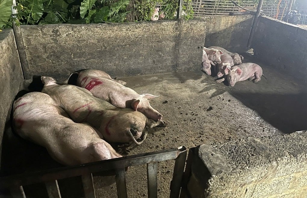 Heo bị tiêu hủy do dịch bệnh được hỗ trợ 40.000 đồng/kg - 1