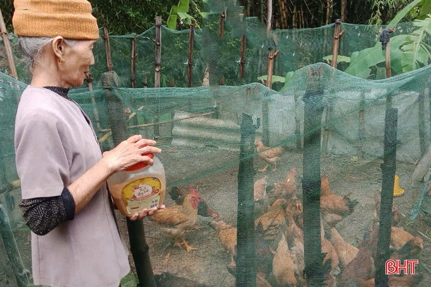 Từ đàn gà được hỗ trợ ban đầu, nhiều gia đình ở Thạch Ngọc đã tái đàn, phát triển mô hình.