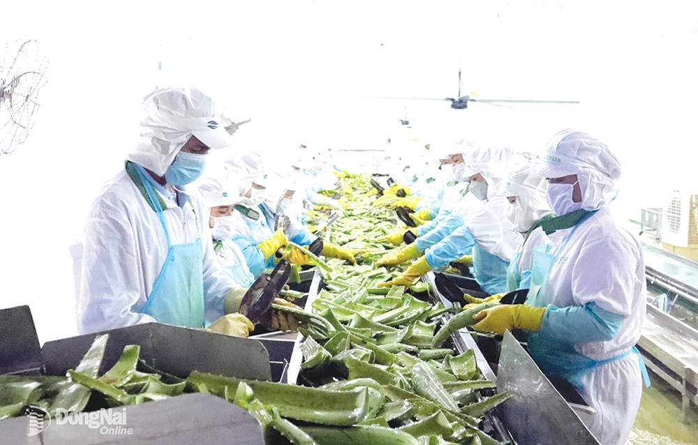 L'aloe vera destiné à l'exportation est produit par la société par actions GC Food.