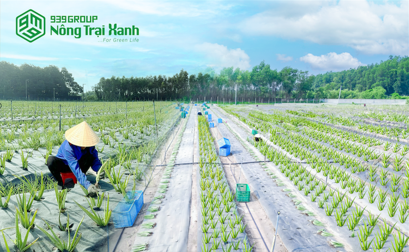 Vùng trồng nguyên liệu có truy xuất nguồn gốc của Tổng Công ty 939 tại Long Thành, Đồng Nai