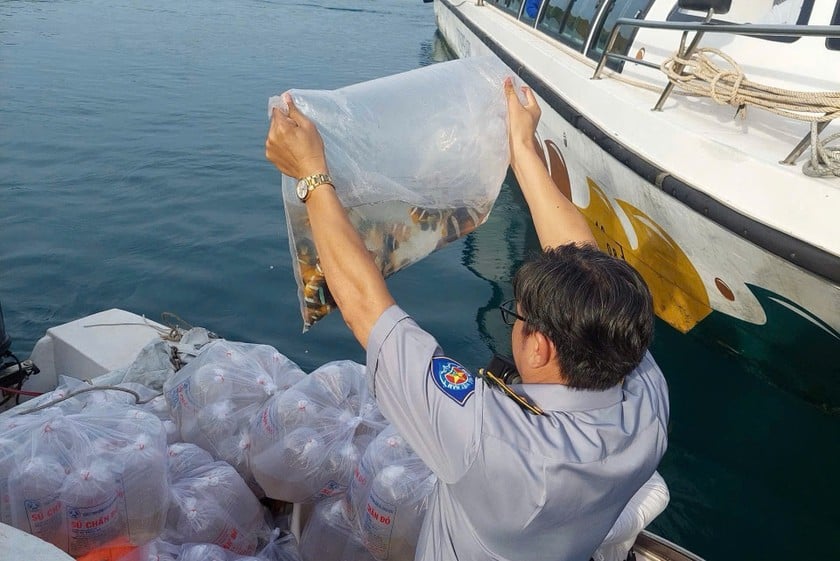 Việc tái tạo nguồn lợi biển góp phần phục hồi hệ sinh thái biển và đảm bảo sinh kế cho người dân.