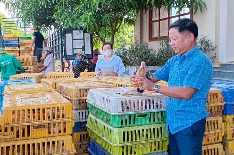 Từ nguồn ngân sách Nhà nước theo chương trình mục tiêu quốc gia giảm nghèo bền vững, nhiều hộ dân ở xã Thạch Ngọc đã được hỗ trợ mô hình nuôi gà.