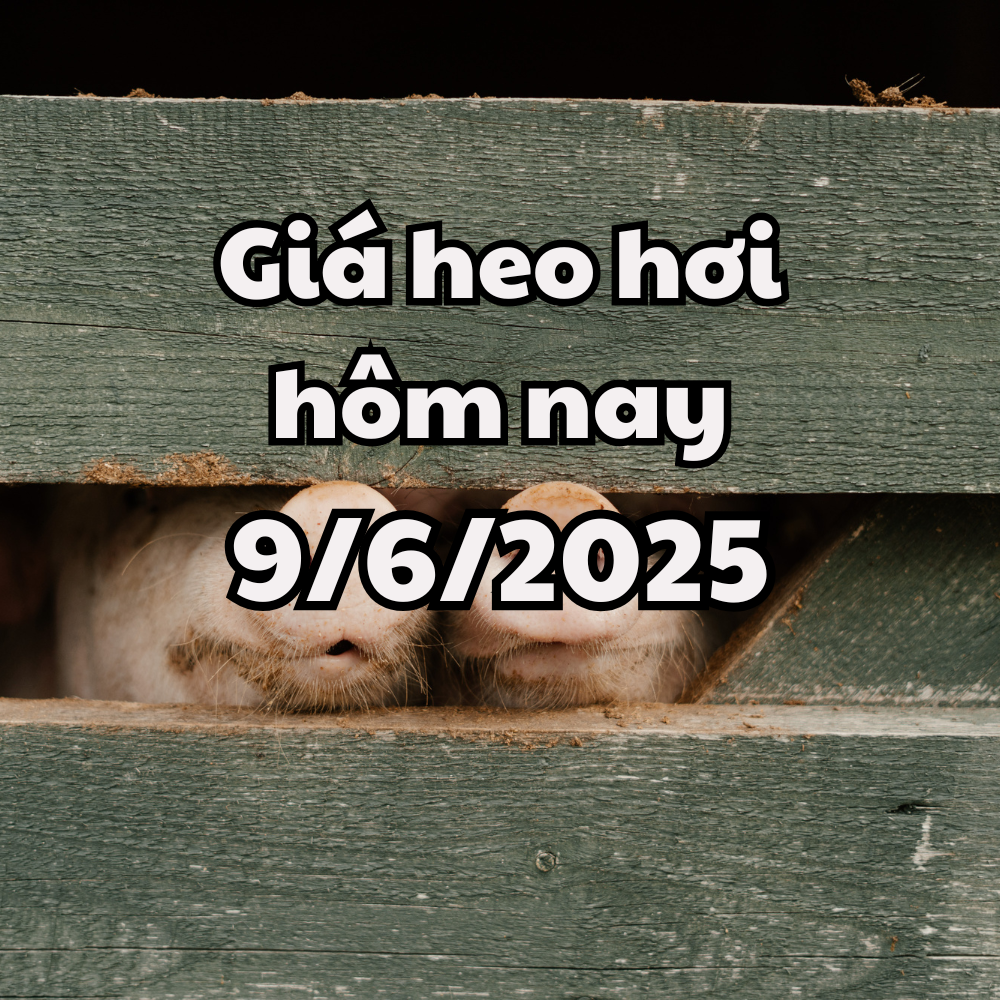 តម្លៃជ្រូកថ្ងៃនេះ 9 6 2025