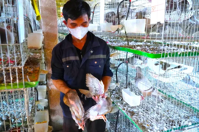 Vươn lên thoát nghèo từ những chú chim bồ câu Titan ảnh 6