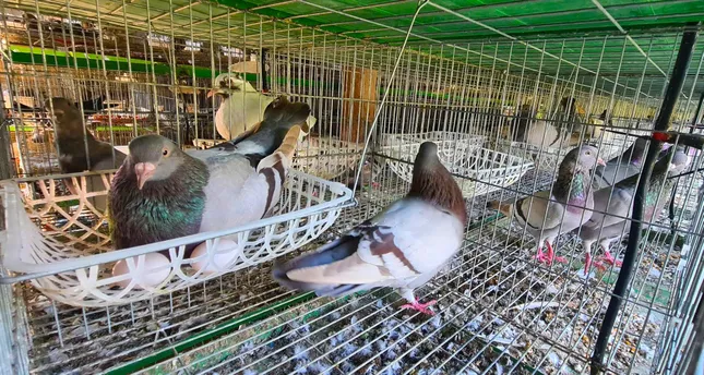 Vươn lên thoát nghèo từ những chú chim bồ câu Titan ảnh 1