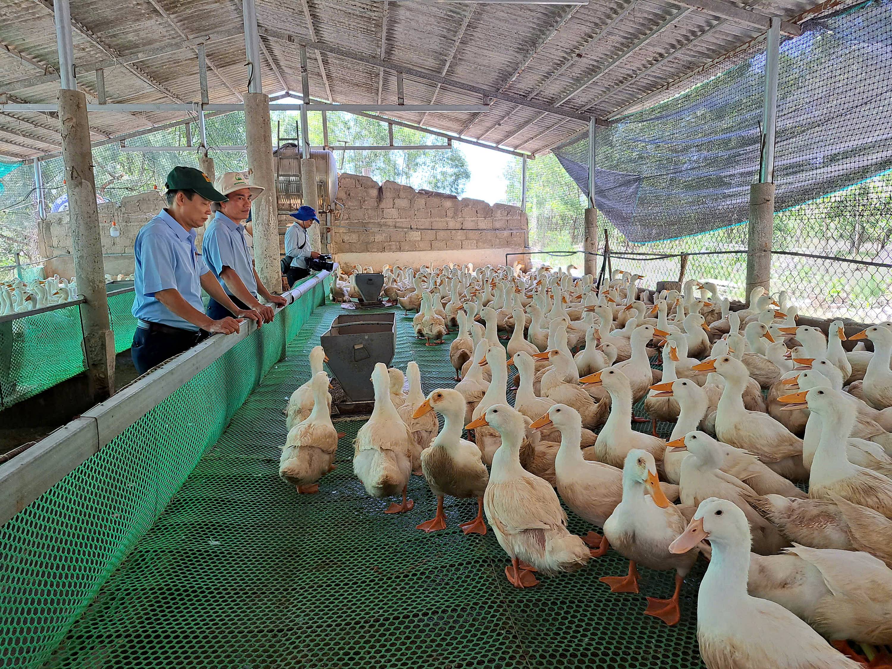 Nuôi vịt thịt trên sàn an toàn sinh học cho lợi nhuận gấp 1,5 lần so với nuôi truyền thống