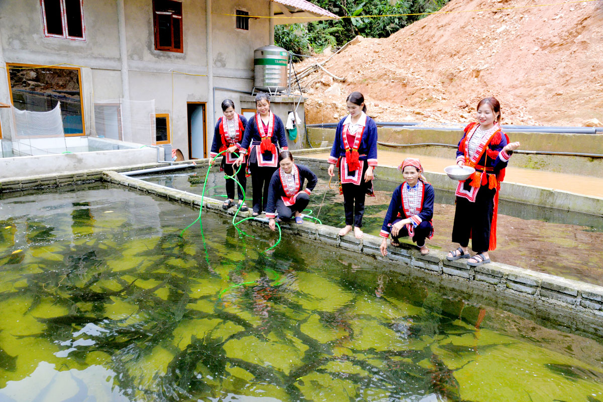 Người dân thôn Nậm An, xã Tân Thành (Bắc Quang) phát triển nghề nuôi cá Tầm.