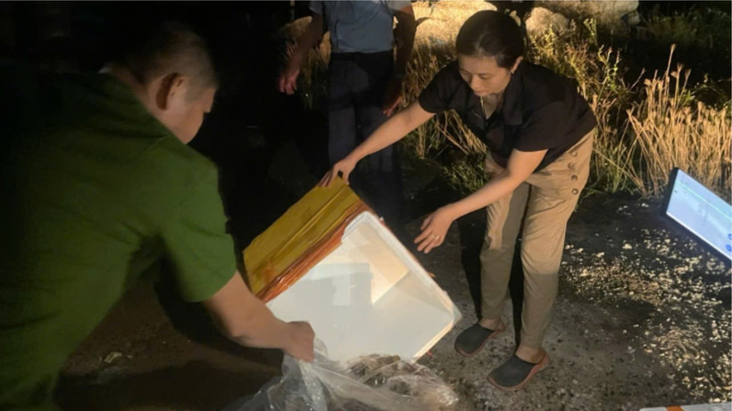 Descubren instalación inyectando impurezas en langostas en Phu Yen