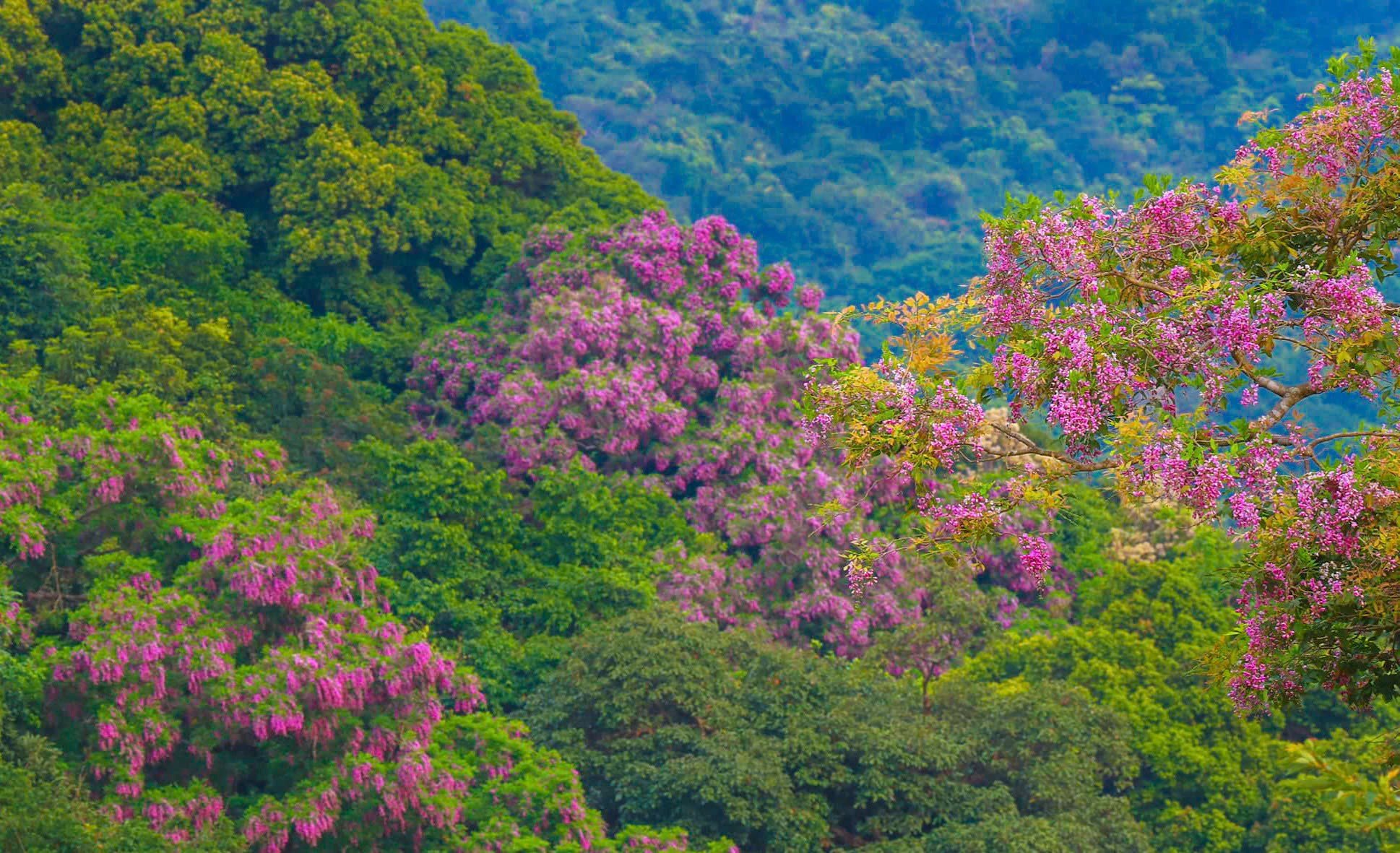 Die bezaubernde Schönheit der kühlen lila Blumen auf der Halbinsel Son Tra – Foto 2
