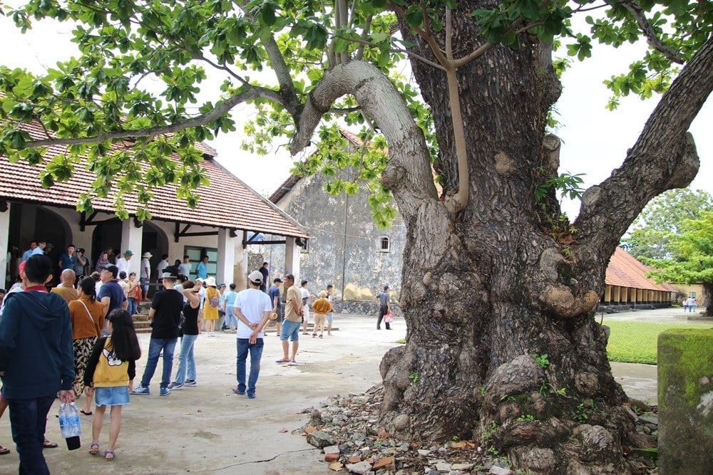 The banyan trees bear the shape of the Fatherland - photo 1