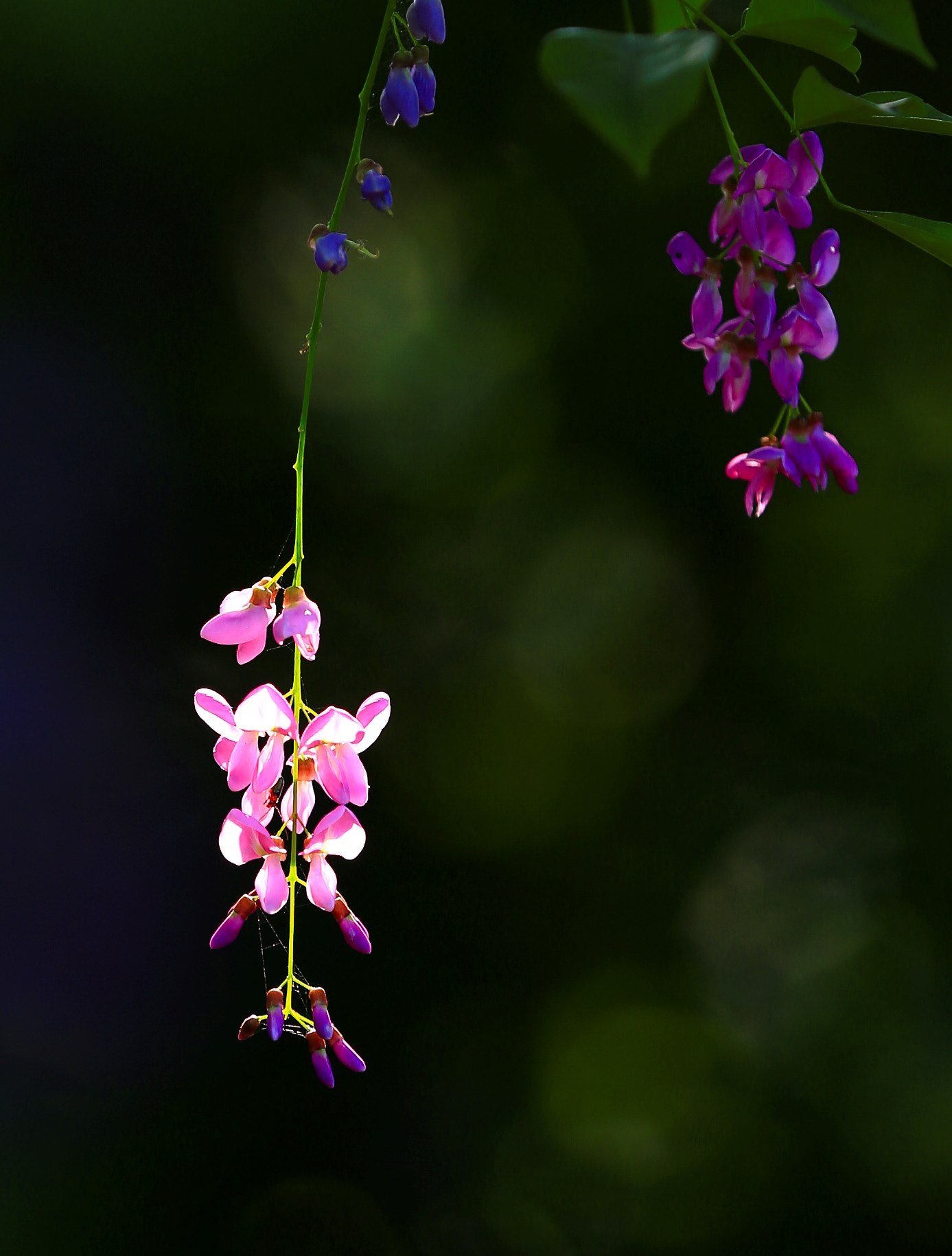 Die bezaubernde Schönheit der kühlen lila Blumen auf der Halbinsel Son Tra – Foto 5