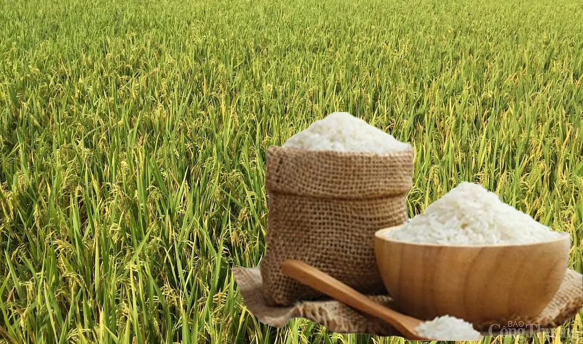 Giá lúa gạo hôm nay ngày 9/6: Gạo ổn định, lúa chững giá