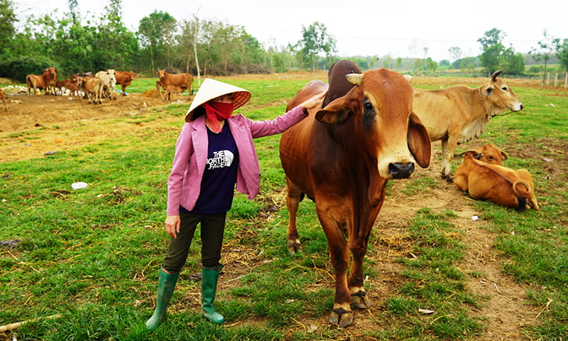 (QBĐT) - Là vợ chồng trẻ, cuộc sống kinh tế khó khăn, nhờ áp dụng có hiệu quả mô hình chăn nuôi bò sinh sản, đến nay, gia đình chị Võ Thị Thúy Hằng, xã Hòa Trạch (Bố Trạch) đã trở thành điển hình trong phát triển kinh tế của địa phương.