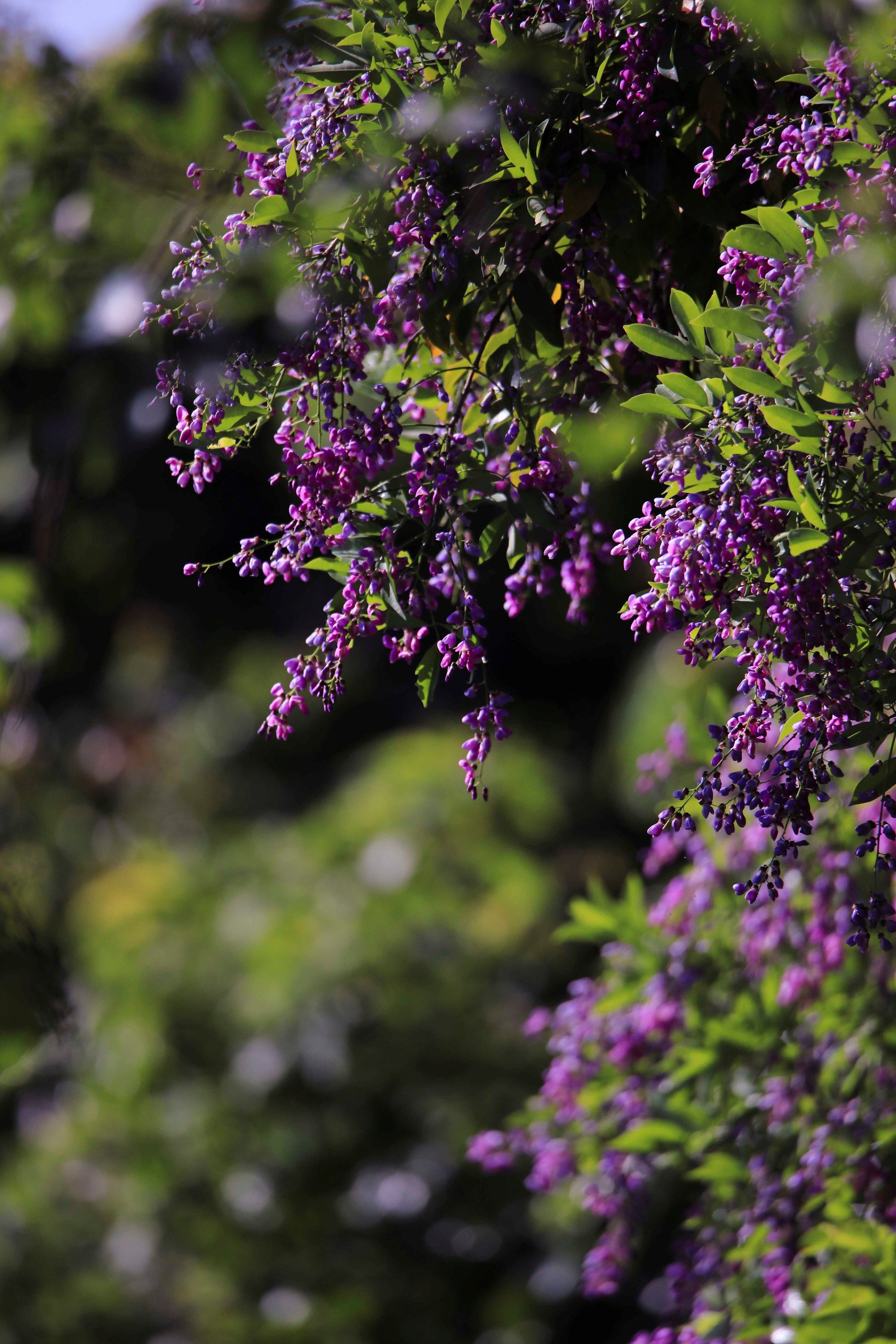Die bezaubernde Schönheit der kühlen lila Blumen auf der Halbinsel Son Tra – Foto 4