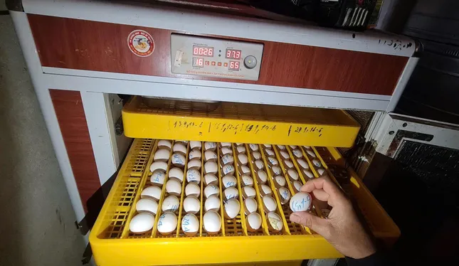 Vươn lên thoát nghèo từ những chú chim bồ câu Titan ảnh 4