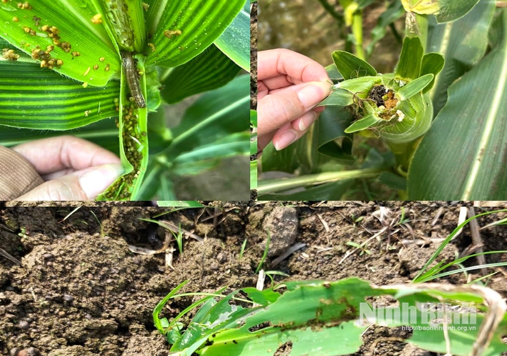 トウモロコシの植物に対するヨトウガの被害。