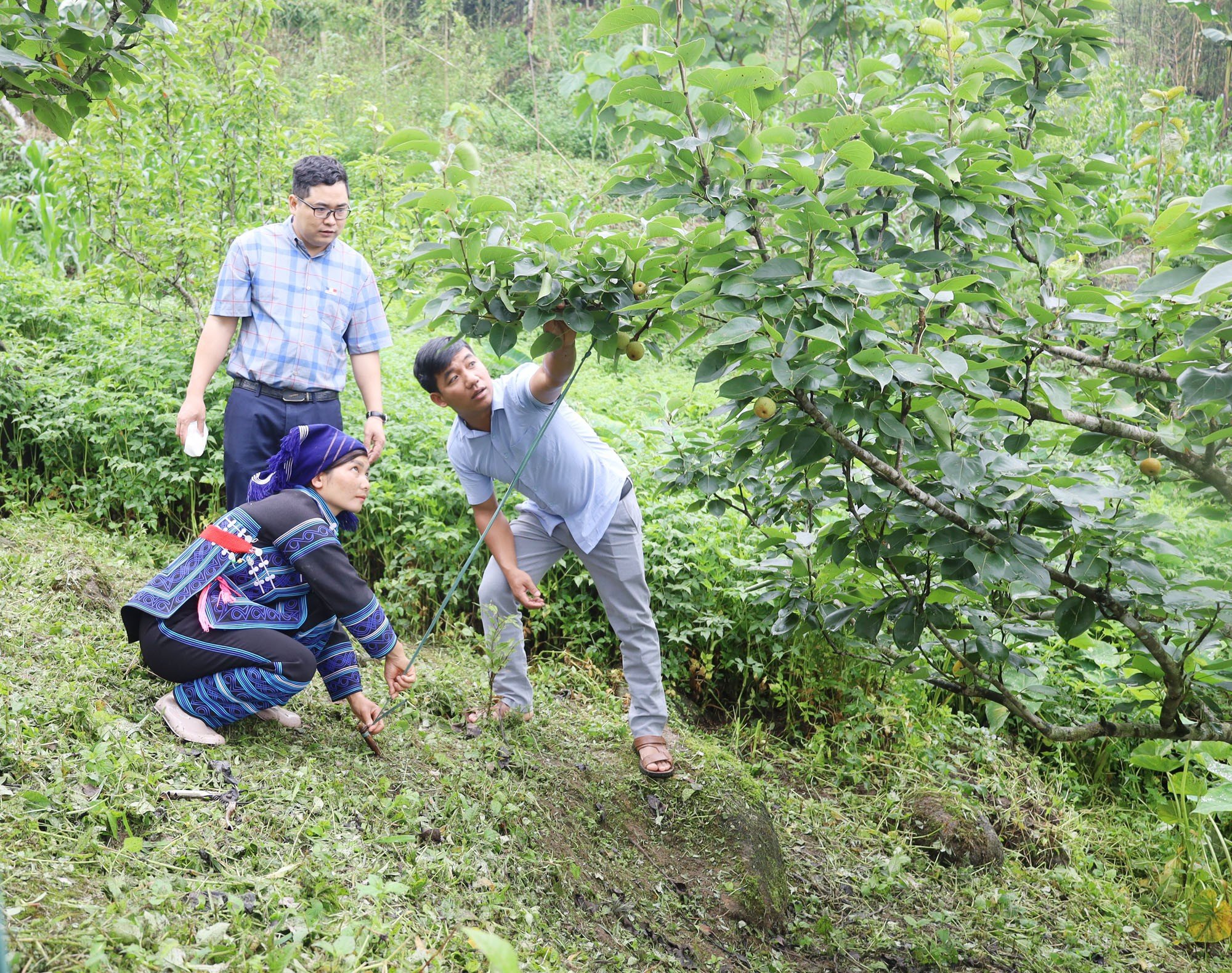can-bo-phong-nong-nghiep-va-moi-truong-huyen-huong-dan-nguoi-dan-vin-canh-tao-tan-cay-le.jpg