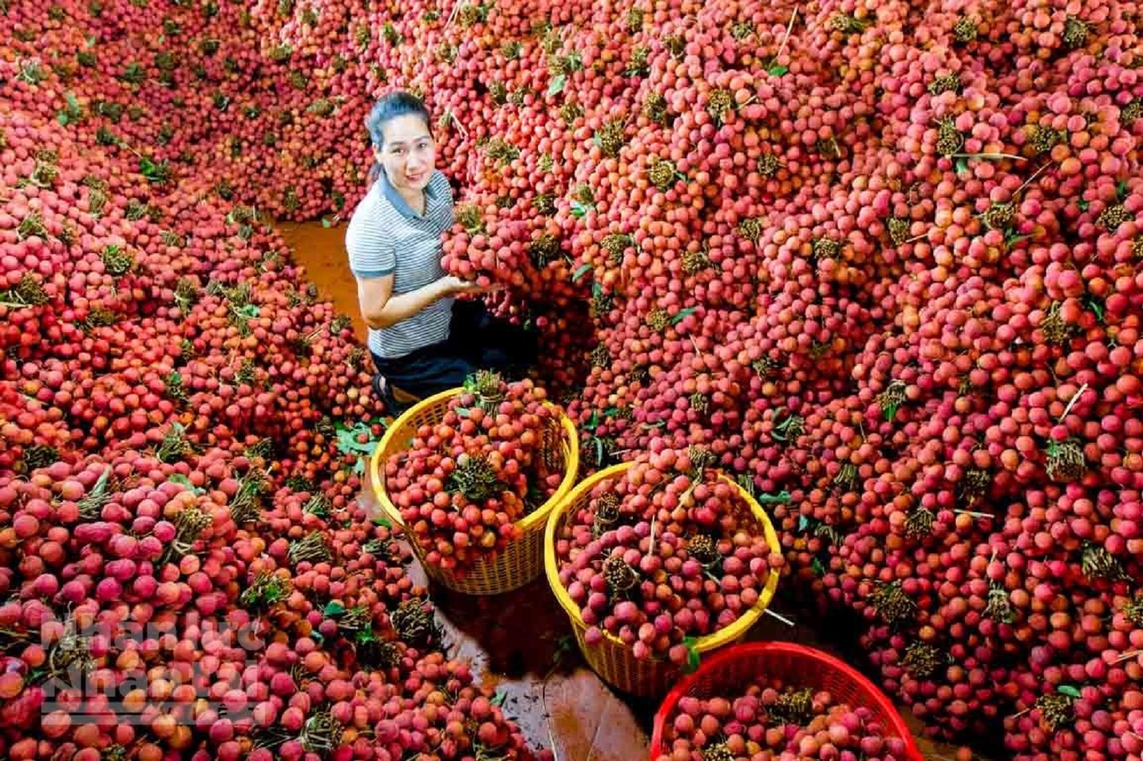 ការប្រមូលផល lychee ល្អ ផ្លូវនាំចេញធំទូលាយ