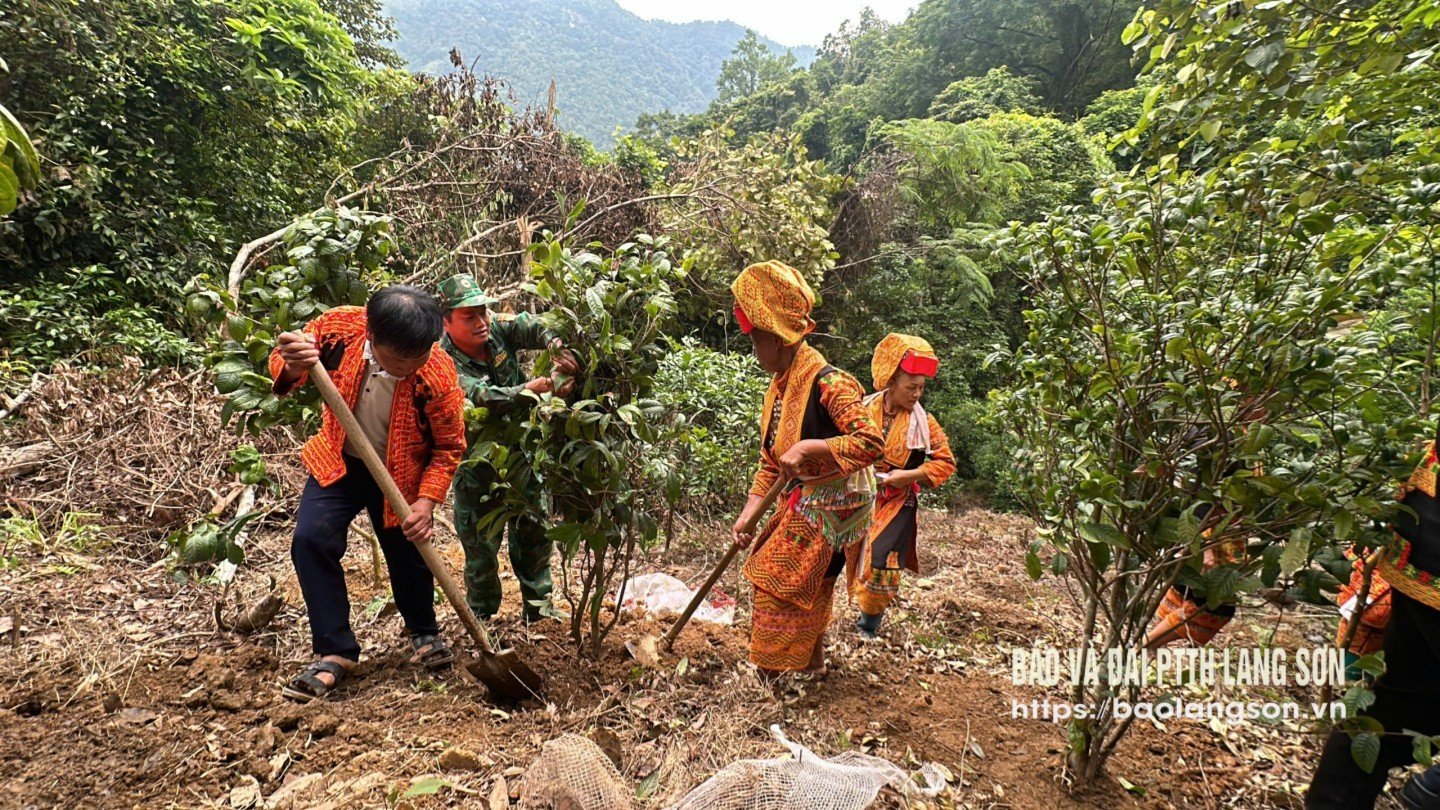 Cán bộ, chiến sỹ Đồn Biên phòng Ba Sơn hỗ trợ người dân xã Ba Sơn trồng  trà hoa vàng 