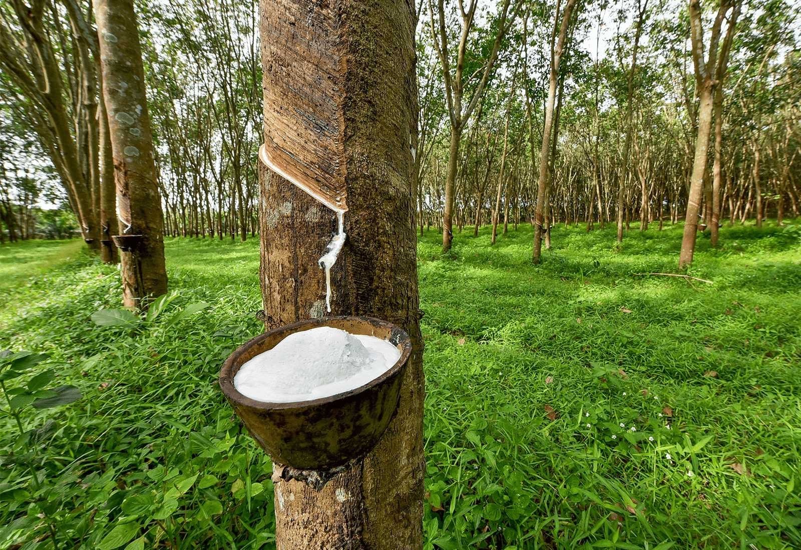 Giá cao su hôm nay 17 Tiếp đà tăng nhẹ